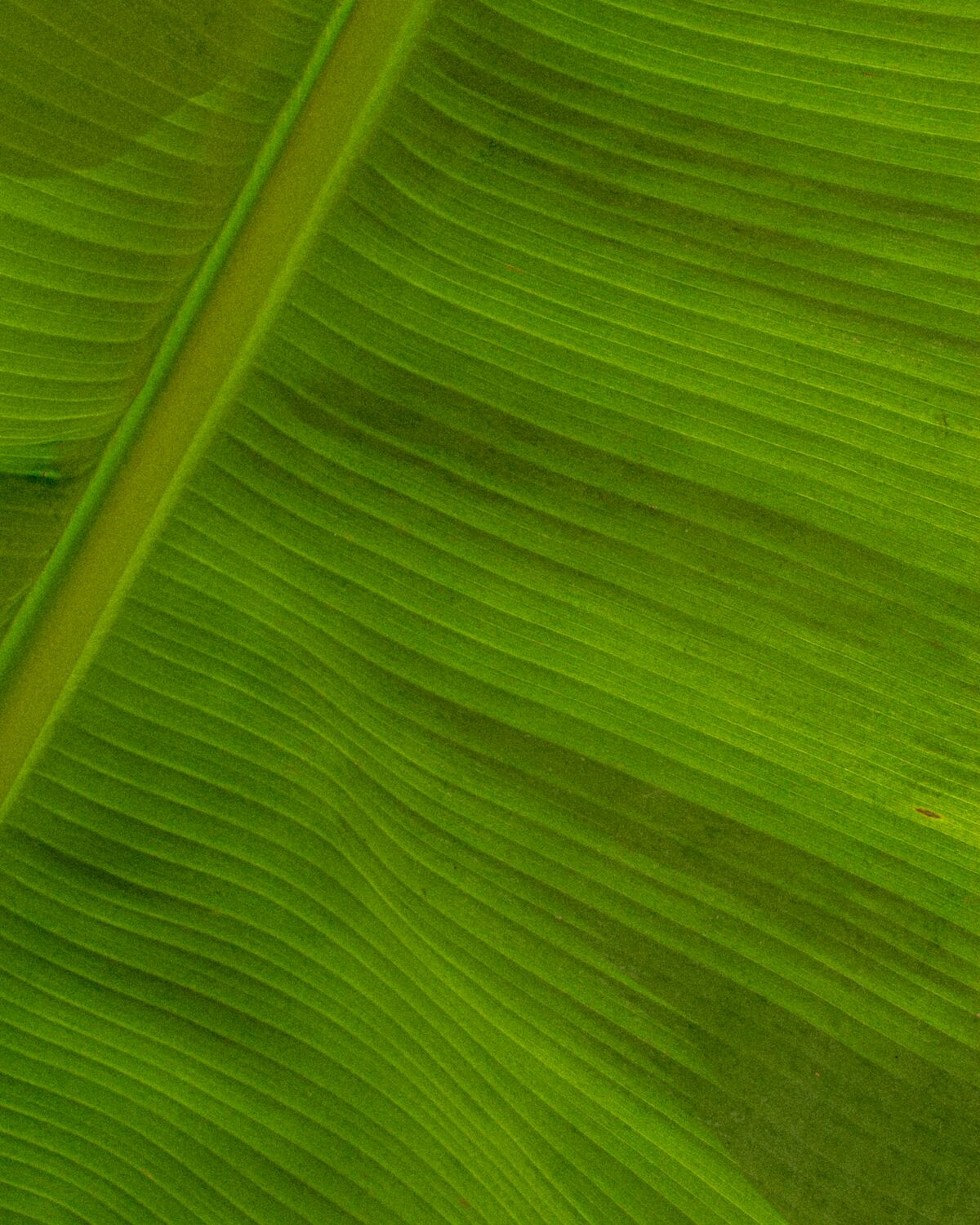 Banana leaf — the raw material